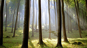 Image Waldlichtung